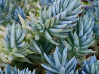 Sedum reflexum 'Glaucum' GD8