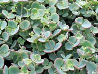 Sedum sieboldii GD8