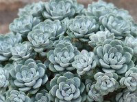 Sedum spathulifolium 'Cape Blanco' GD8