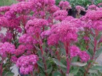 Sedum spectabilis 'Carl' GD8