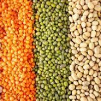 LA LENTILLE DE CHAMPEIX